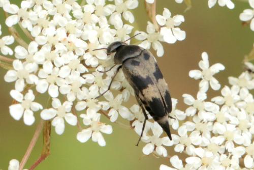 Réf. 235 467 : Variimorda villosa